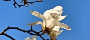 又到玉兰花开季