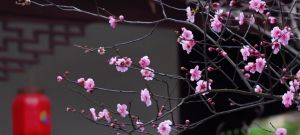 暗香浮动在粉墙黛瓦间